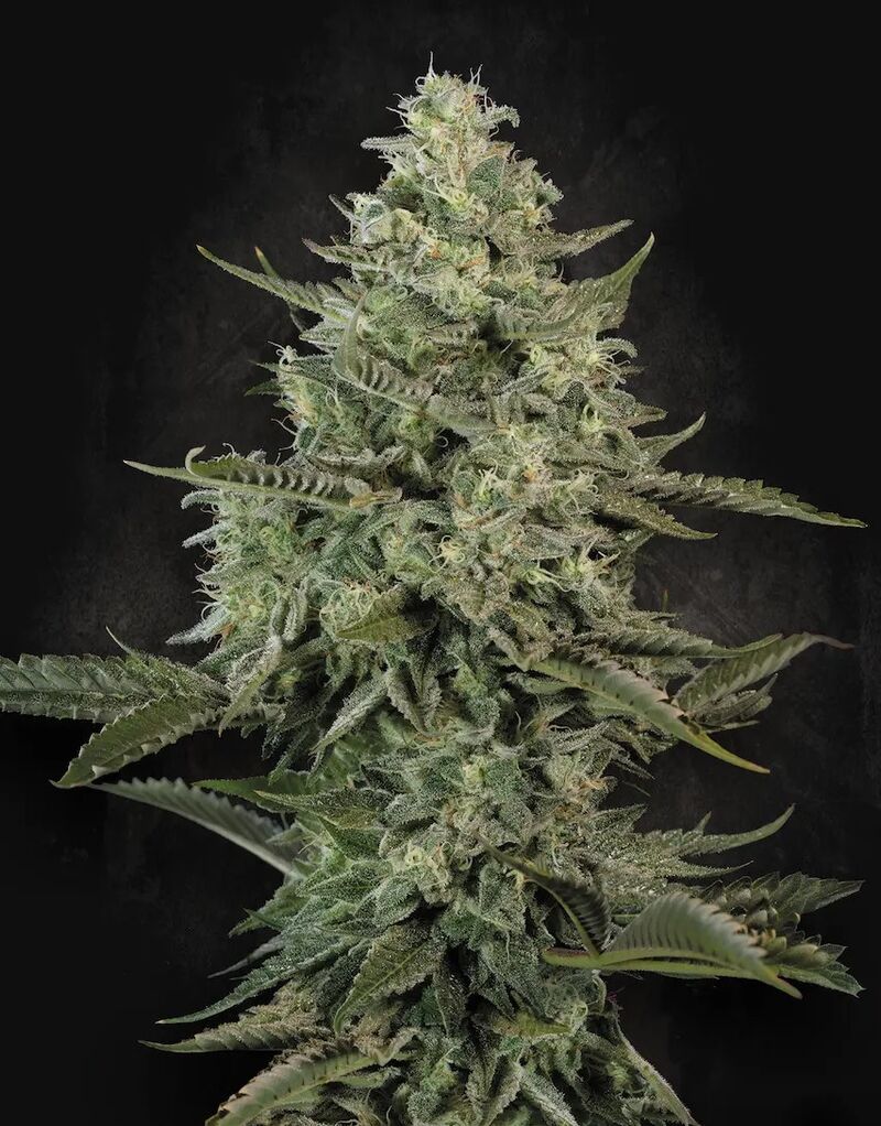 Mendo Creme, Фасовка: 3